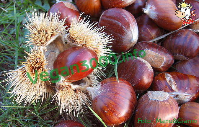 Foto numero 1 della ricetta Fattening chestnuts