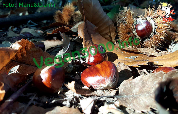 Foto numero 1 della ricetta Mousse di castagne