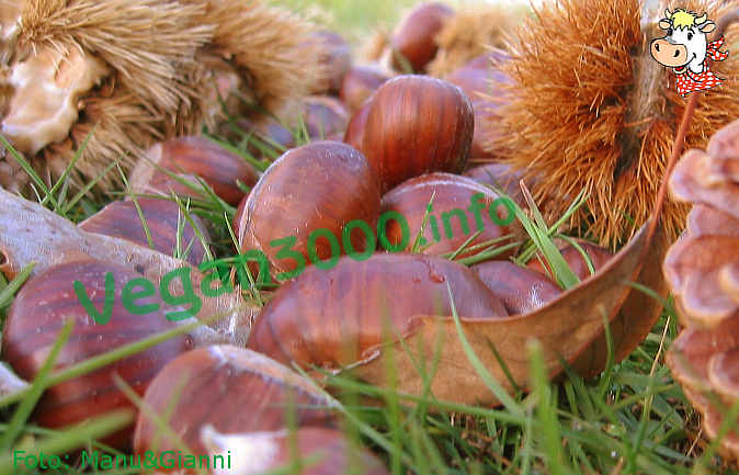 Foto numero 1 della ricetta Chestnuts in syrup