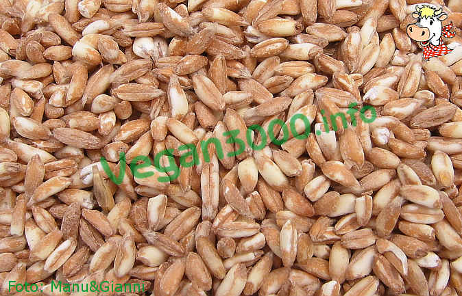 Foto numero 1 della ricetta Minestrone di farro
