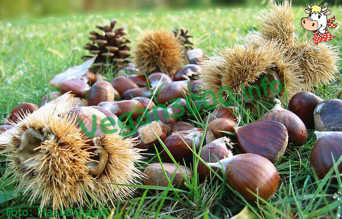 Foto numero 1 della ricetta Zuppa di ceci e castagne