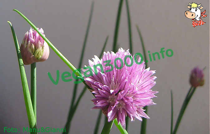 Foto numero 1 della ricetta Pasta with scented herbs