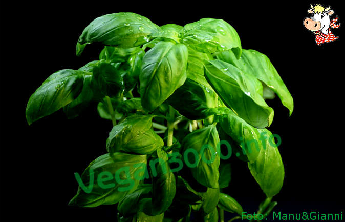 Foto numero 1 della ricetta Basil pesto