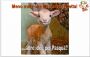 Easter lamb... without cruelty