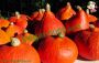 Pumpkin sauce