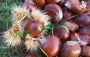 Castagne ingrassanti