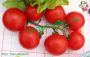 Pomodori con riso e patate al forno