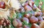 Chestnut soup