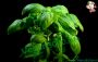 Pesto di basilico